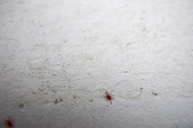 壁やベランダにいる小さい赤い虫「タカラダニ」の駆除・予防対策を解説